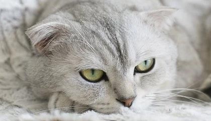 导游和陪游的界限在哪